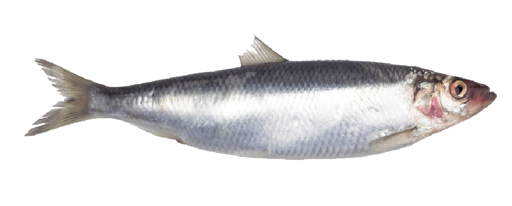 Herring for sale