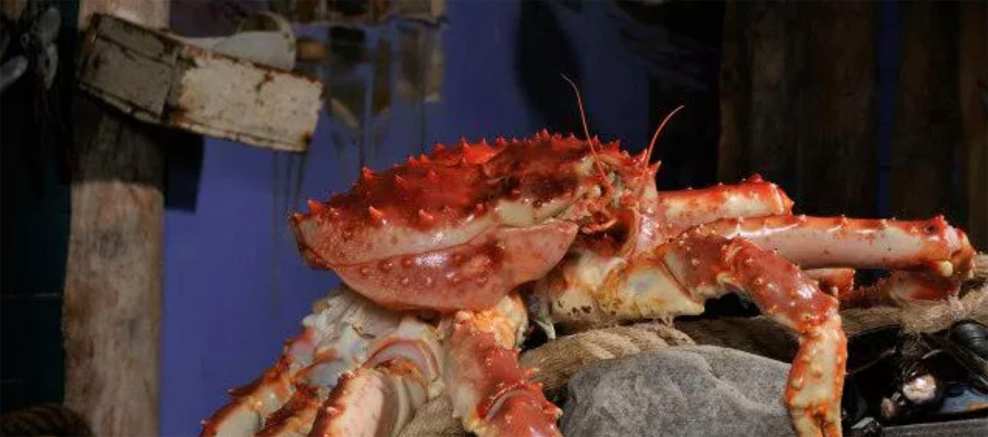 karmacelias