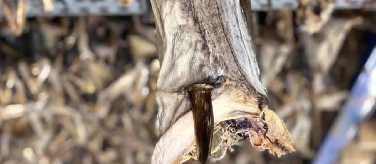 karmacelias