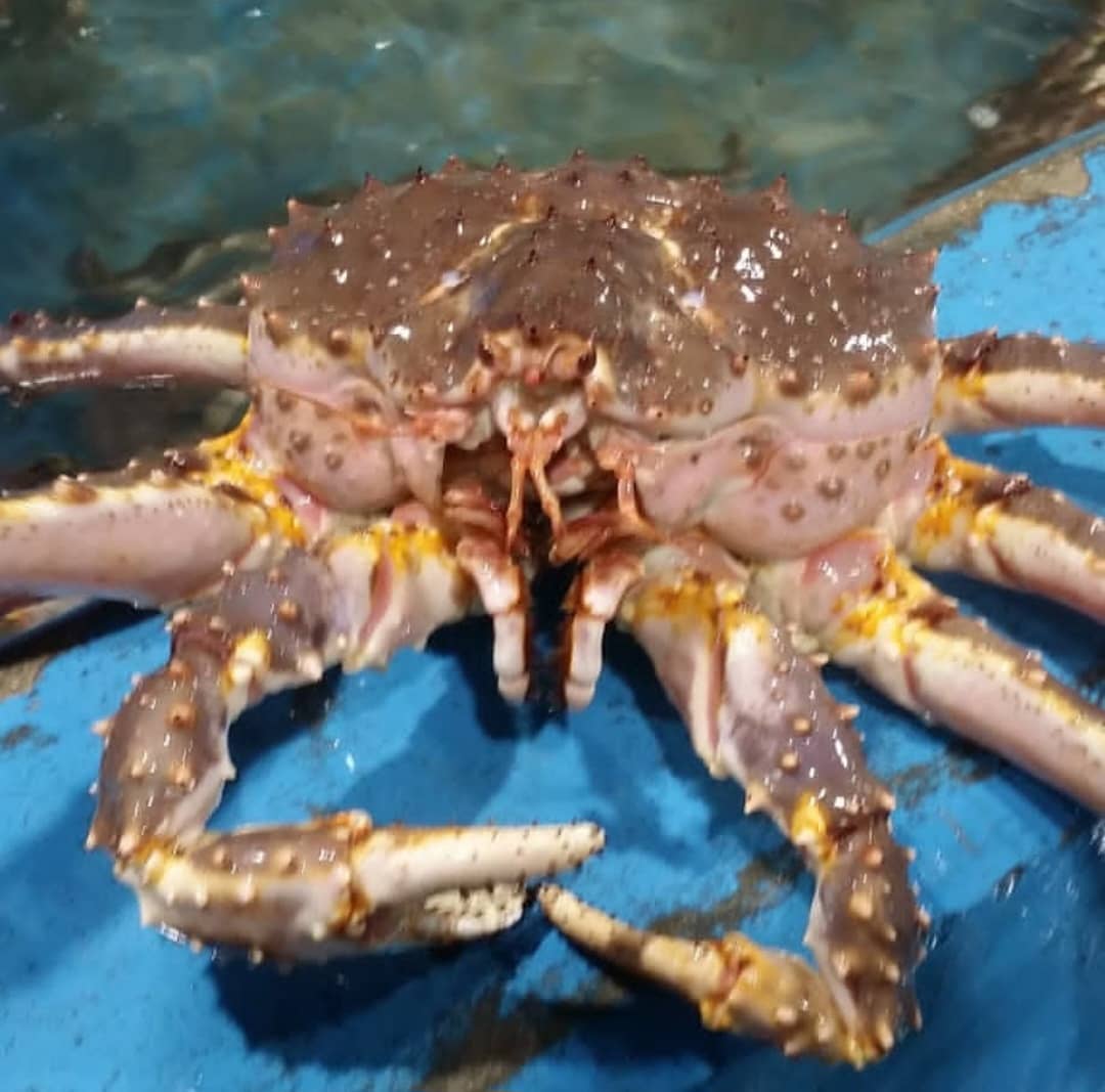 karmacelias